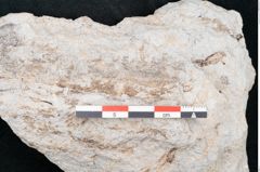 Foto (Detailansicht) von Plantae indet.  (NHMW-GEO-2024-0188-10173)